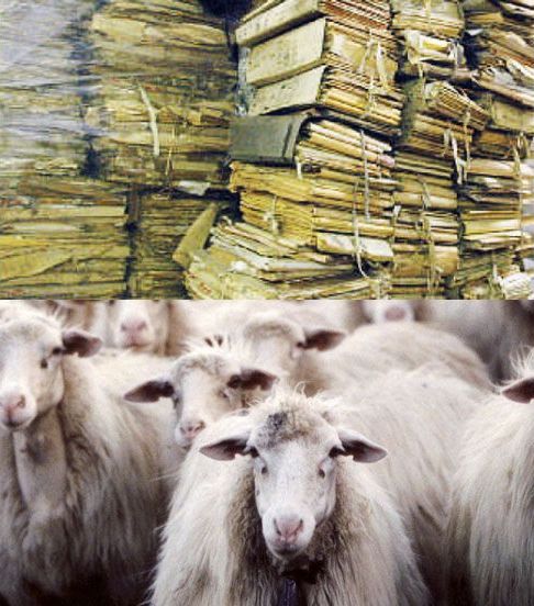 pastori-burocrazia.jpg