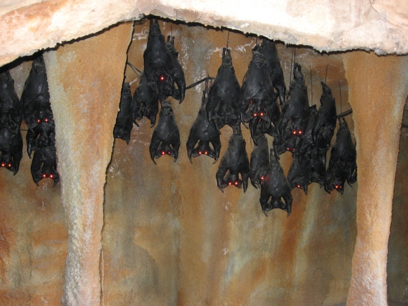 pipistrelli-bat-night.JPG