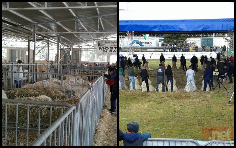 fiera-degli-ovini-di-macomer-compos..jpg