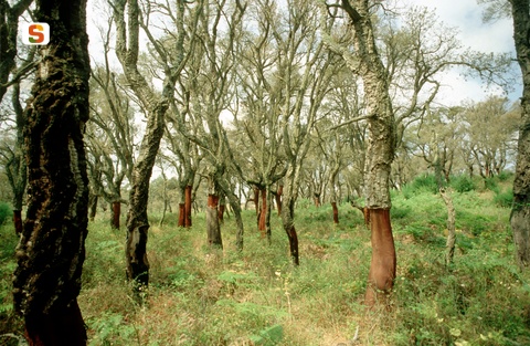 immagine tratta da Sardegna Digital Library